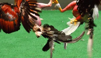 Trump firma ley que prohíbe las peleas de gallo