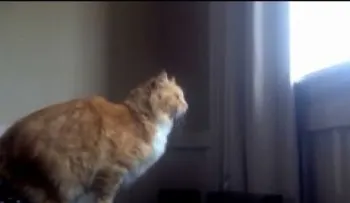 El intento de salto de un gato gordo termina en un divertidísimo fracaso (Video)