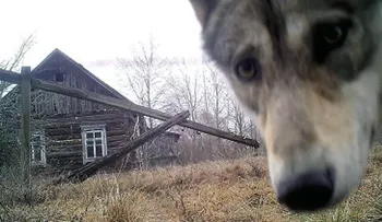 Biólogos descubren el secreto de la supervivencia de animales en la zona de exclusión de Chernóbil