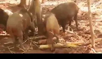 La venganza de los jabalíes: despedazan a una pitón que se comió a un jabato