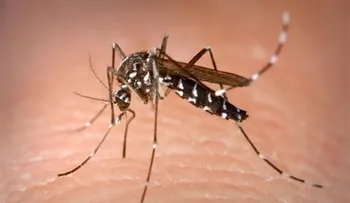 Confirman casos de chikungunya se expanden por el país