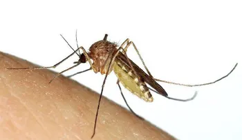 Toma esta vitamina y estarás libre de mosquitos todo el verano
