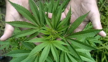 Legislador propone acceso a la marihuana medicinal