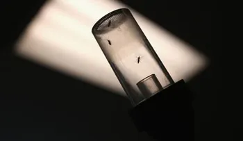 Identifican cómo el virus del zika afecta células del cerebro en desarrollo