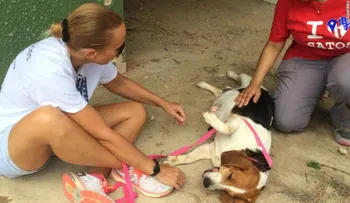 El Proyecto Sato salva cachorros de 'Dead Dog Beach' en Puerto Rico
