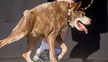 Can deforme gana concurso del Perro Más Feo del Mundo 
