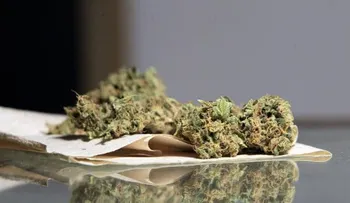  Crean el reglamento para el cannabis medicinal en Puerto Rico 