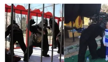 Denuncian a un circo por maltrato animal y cuando entran en las jaulas se quedan de piedra