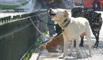 Alerta perros: cómo evitar un golpe de calor