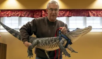 Un anciano tiene un caimán como mascota de apoyo emocional