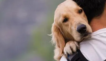 Un año de un humano no equivale a siete años de un perro, demostrado por la ciencia