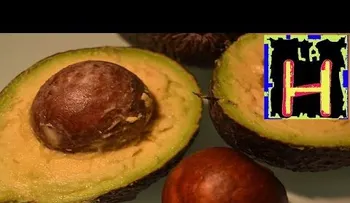 Lo que no sabías de la semilla de aguacate: un poderoso remedio natural (VIDEO) 
