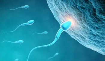 Los espermatozoides que salen primero son más eficaces para concebir