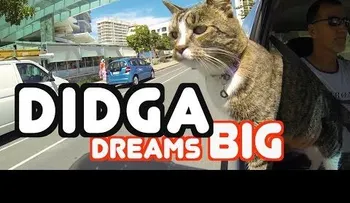 ¡Este gato está tan entrenado que parece un perro! (VIDEO)
