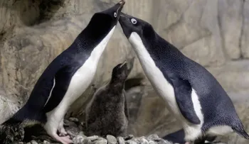 La pareja de pingüinos gay que secuestraron a una cría abandonada por sus padres