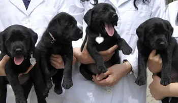 ¿Clones en serie?: China albergará una gran fábrica de clonación de animales