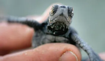 Médicos encuentran una tortuga muerta en vagina de una mujer