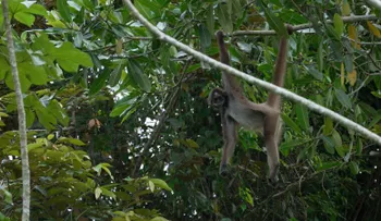Los monos araña café resisten la extinción en el Magdalena Medio colombiano gracias al trabajo de una comunidad