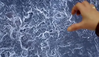 Científicos crean Google Maps del cuerpo humano (Video)