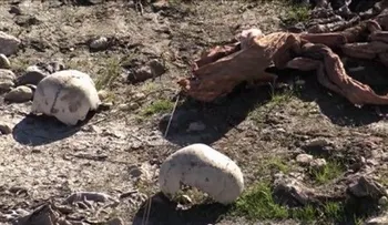Irak: Hallan 3 fosas comunes más en zona que perteneció a EI