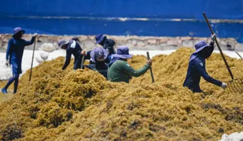 Sargazo en México: de problema ambiental a materia prima para cosméticos, calzado y construcción