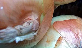 Los mejores remedios caseros para hacer crecer el cabello 