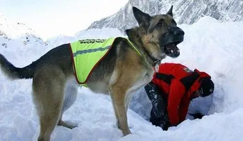 Perro cuida 23 días el cuerpo congelado de su dueño que murió en un temporal en Argentina  