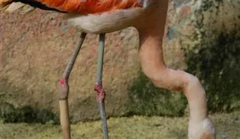 Colocan una pata artificial a un flamenco en Brasil