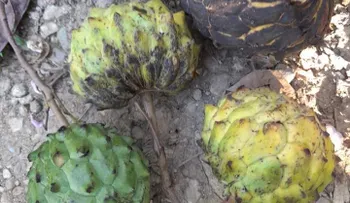 El candongo, una fruta deliciosa
