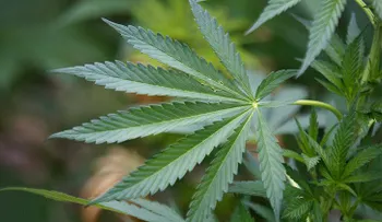 El Tribunal Supremo de México legaliza el uso de marihuana con fines recreativos