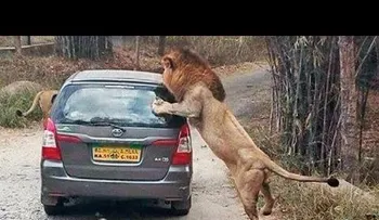 Cuando tu vehículo se cruza con una pareja de leones