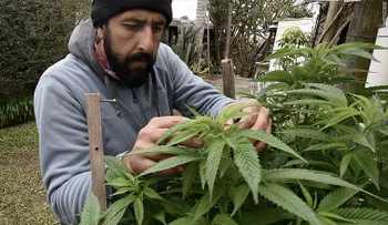 Uruguay, el primer país en legalizar la marihuana, está tomándose las cosas con calma