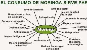 Moringa: Arbol de la vida de las faldas del Himalaya!