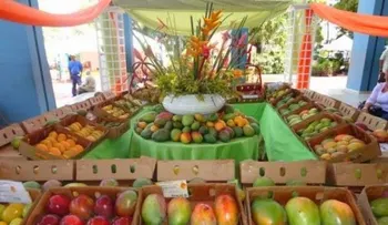 Afirman que mango banilejo se ha convertido en un importante generador de divisas para RD