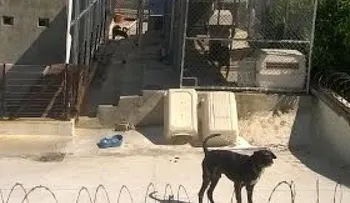 Vecinos del Museo de la Resistencia denuncian constante ruido por perros cuidan el lugar