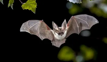 Virus Nipah: ¿Podría ser el causante de la próxima pandemia mundial?