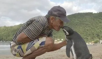 Un Pingüino viaja kilómetros cada año para visitar al hombre que salvó su vida