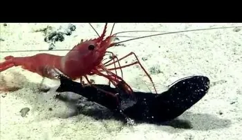 Un camarón devora vivo a un pez, pero encuentra una sorpresa dentro
