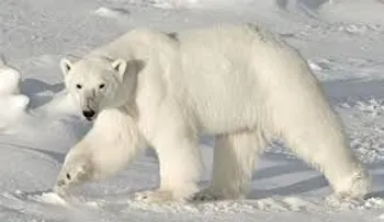 Un hombre muere al enfrentarse a un oso polar para proteger a sus tres hijos