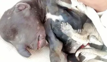 Un perro elefante causa desconcierto en Argentina