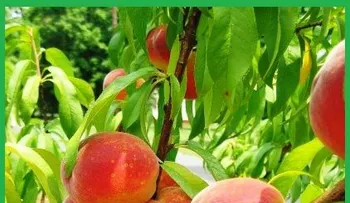 El durazno es la planta curativa de DIOS; para adelgazar, la anemia, colesterol, cáncer, diabetes, digestión, estreñimiento, estómago, estrés, laxante, menopausia...