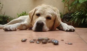 Quítale las garrapatas a tu perro