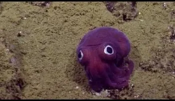 ¿Es real o es un juguete? Este pequeño animal asombra a un grupo de investigadores submarinos