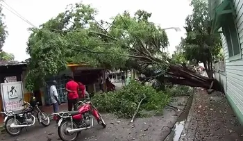 Árbol cae por fuertes vientos y provoca caos en Boca Chica