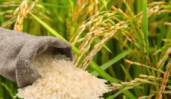 CNCP propone importar de EE.UU. solo el arroz faltante para proteger la producción nacional