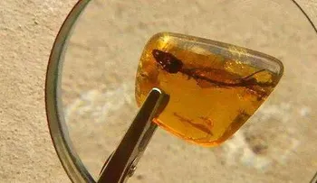 Revelan imagen de lagartija conservada 23 millones de años en ámbar