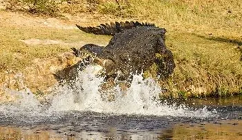 Cocodrilo mata golfista en parque de Sudáfrica 