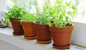 10 plantas que no deben faltar en casa
