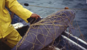 Leonardo DiCaprio le pide a Peña Nieto que salve a la vaquita mexicana