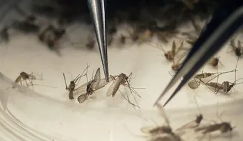OMS levanta emergencia contra el zika y prepara estrategia 